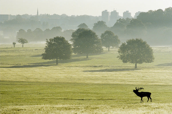 Sunrise Over Roehampton Skyline - Richmond Park - Surrey