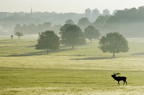 Sunrise Over Roehampton Skyline - Richmond Park - Surrey