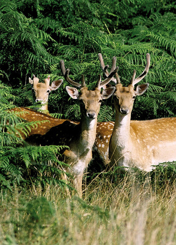 Fallow Deer in Richmond Park - Surrey