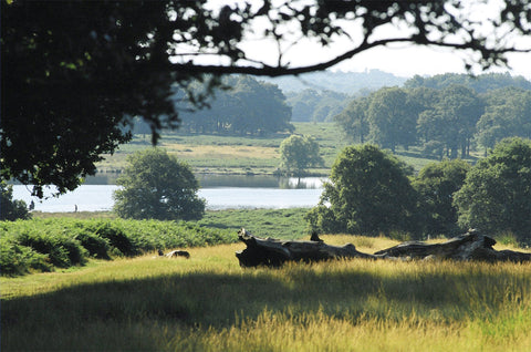 Upper Pen Pond - Richmond Park - Surrey