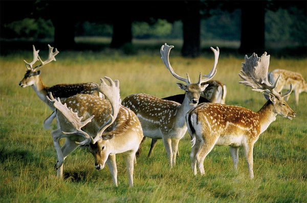 Fallow Deer in Sidmouth Wood - Richmond Park - Surrey