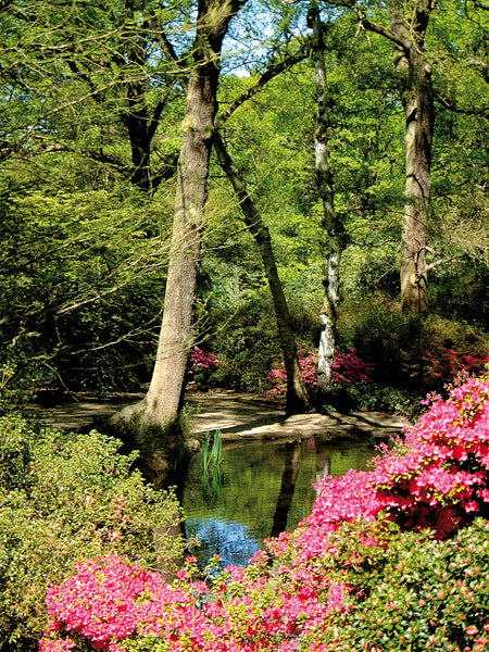 Still Pond - Isabella Plantation - Richmond Park - Surrey
